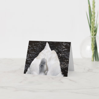 Cartão de nota: Cygnet na parte traseira da cisne