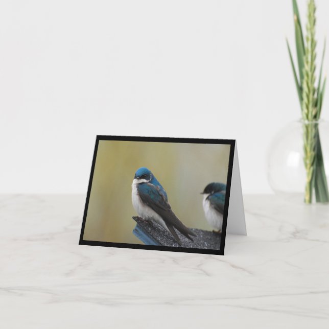 Cartão de nota da andorinha de árvore (vazio) (Frente)