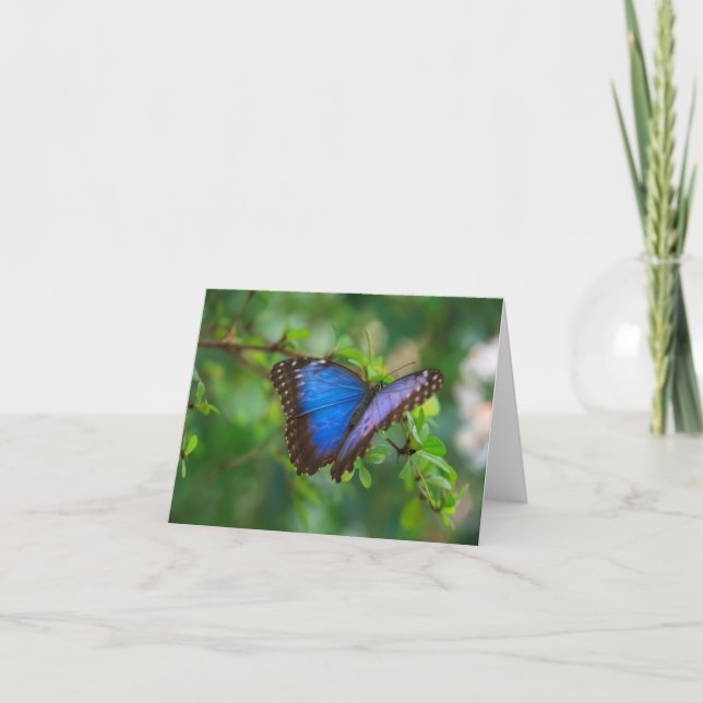 Cartão de Nota da Borboleta Azul Morpho (Frente)