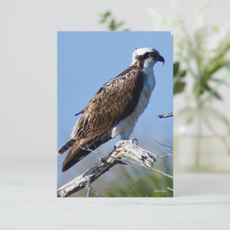 cartão de nota da natureza do Osprey