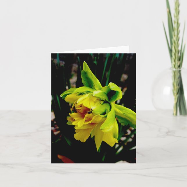 Cartão de Nota Daffodil (Frente)