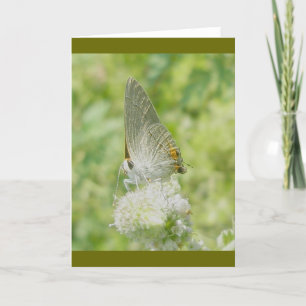 Cartão de Nota de Borboleta de Hairstreak cinza