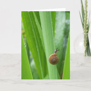 Cartão de Nota de Caracol do Jardim de Subida