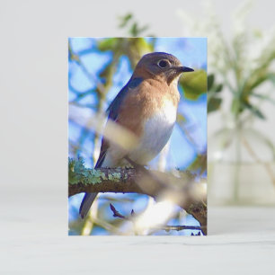 Cartão de nota de caráter Bluebird