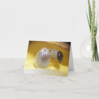 Cartão de nota de Caterpillar do monarca