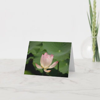 cartão de nota de flor de lotus