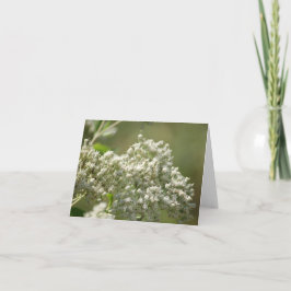 Cartão de Nota de Flores Silvestres Brancas Beleza