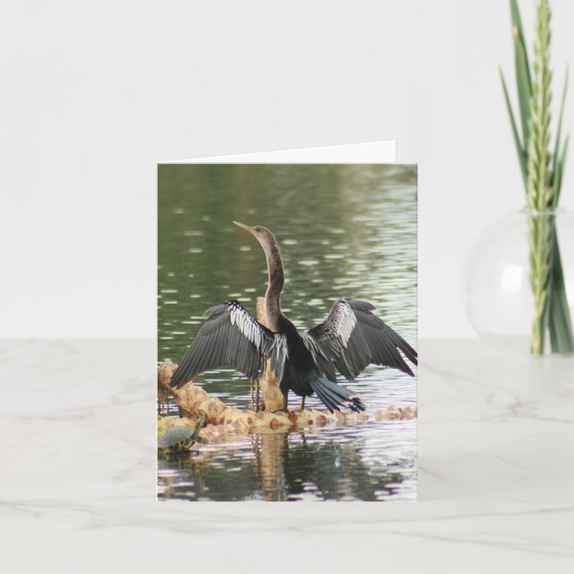 Cartão de Nota de Foto Dobrada Anhinga (Frente)