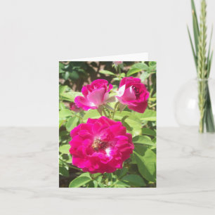 Cartão de Nota de Foto Dobrada do Rosa vermelha