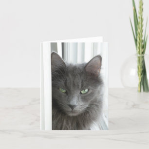 Cartão de nota de gato cinza