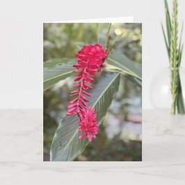 Cartão de Nota de Ginger Vermelho<Blank Inside>