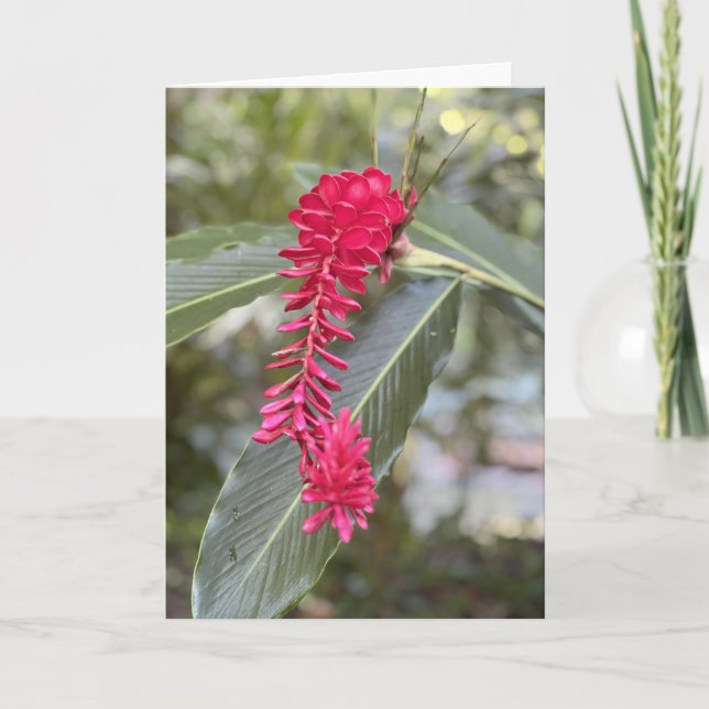 Cartão de Nota de Ginger Vermelho<Blank Inside> (Frente)