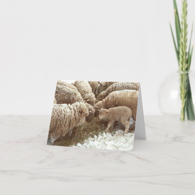 Cartão de Nota de Lamb (Frente)