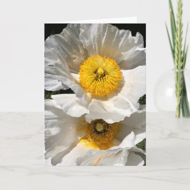 Cartão de Nota de Matilija Poppy<Blank Inside> (Frente)