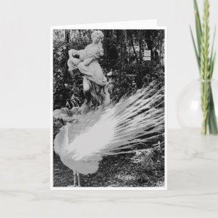 Cartão de Nota de Peacock Branco<Blank Inside>