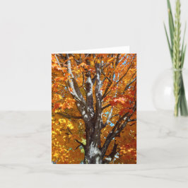 Cartão de Nota de Sombras da Árvore de Outono