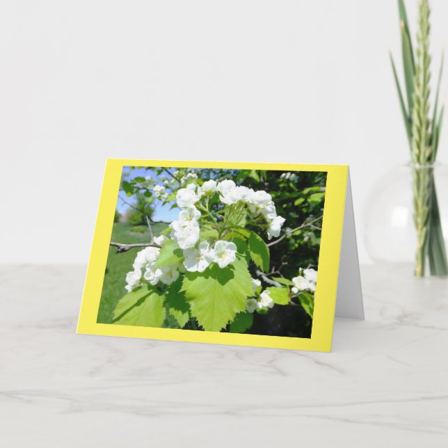 Cartão de Nota de Vazio das Flores Hawthorn (Frente)