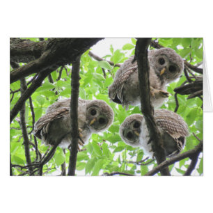 Cartão de nota de vazio de 3 owlets