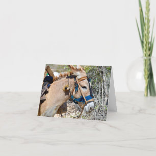 Cartão de nota de vazio Donkey Baie d'Orange Haiti