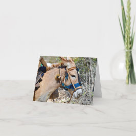 Cartão de nota de vazio Donkey Baie d'Orange Haiti