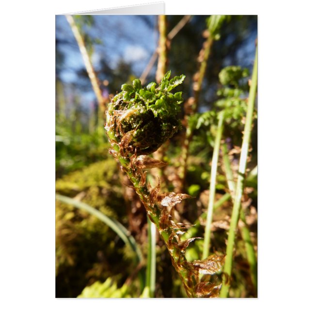 Cartão de Nota de Vazio Fern Frond (Frente)