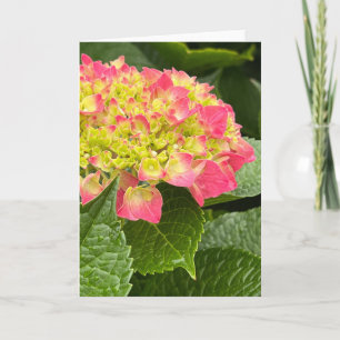 Cartão de Nota de Vazio Hydrangea