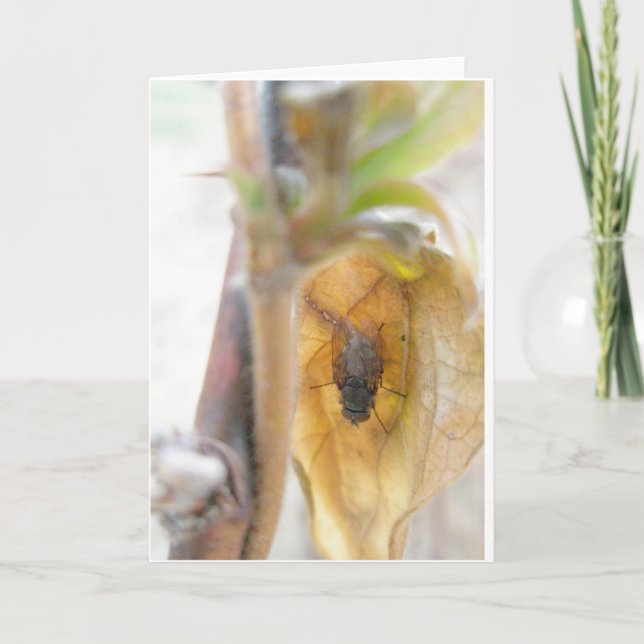 Cartão de Nota de Voo Goodnight (Frente)