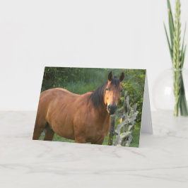 Cartão de nota do cavalo