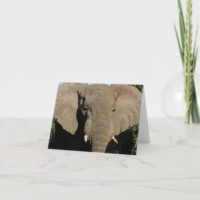 Cartão de nota do elefante de Bull (Frente)