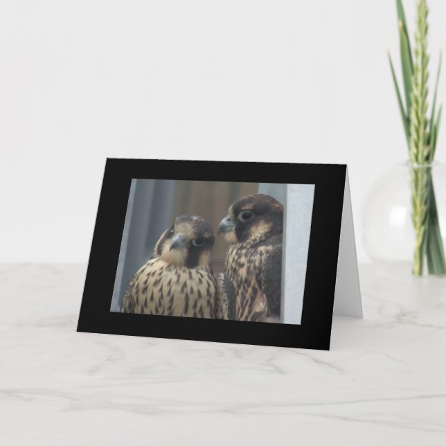 Cartão de nota do falcão (Frente)