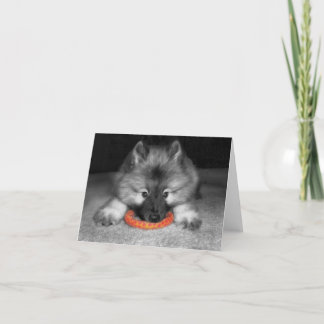 Cartão de nota do filhote de cachorro do Keeshond