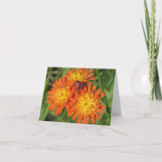 Cartão de nota do Hawkweed (Frente)