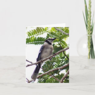 Cartão de Nota Dobrada de Foto Azul