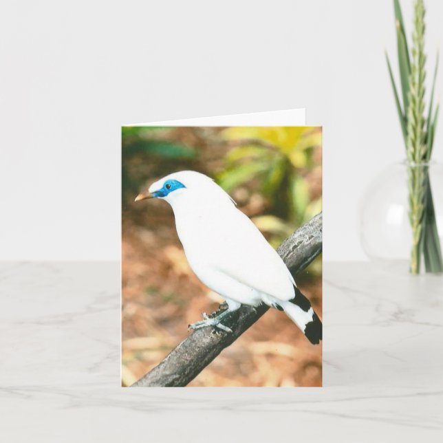 Cartão de Nota Dobrada de Foto Bali Mynah (Frente)