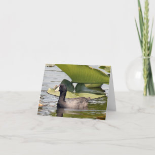 Cartão de Nota Dobrada de Foto de Coot Americano
