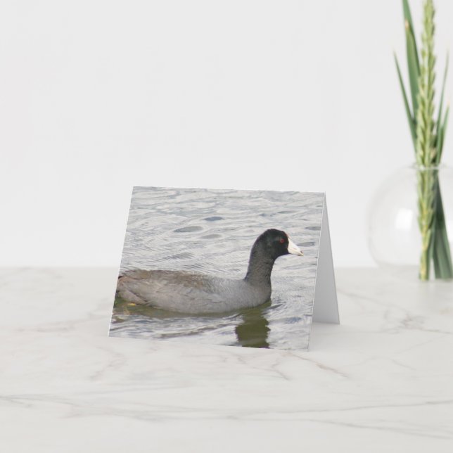 Cartão de Nota Dobrada de Foto de Coot Americano (Frente)