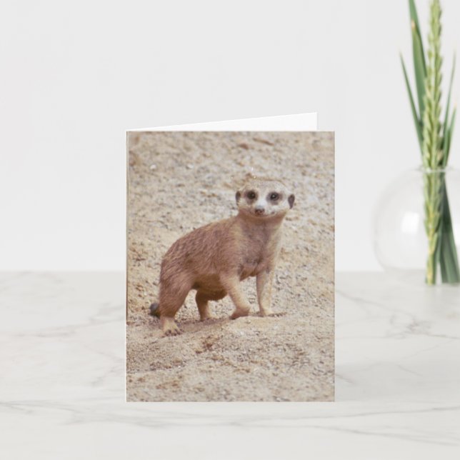 Cartão de Nota Dobrada de Foto do Meerkat (Frente)