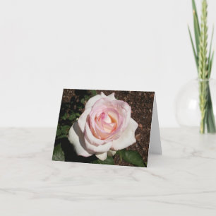 Cartão de Nota Dobrada de Foto Rosa Rosa Rosa Rosa