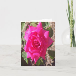 Cartão de Nota Dobrada de Foto Rosa Rosa Rosa Rosa