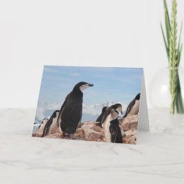 Cartão de Nota Dobrado PINGUIM