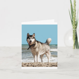 Cartão de Nota em Branco de Cachorrinho Husky Sibe