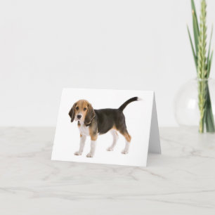Cartão de Nota em Branco de Cachorro Beagle Filhot