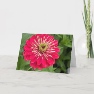 Cartão de Nota em Branco Magenta Zinnia