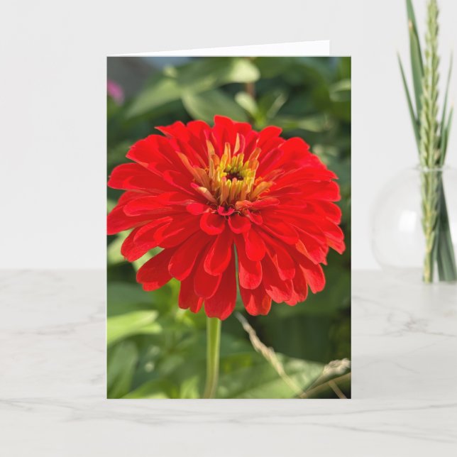 Cartão de Nota em Branco Zinnia Vermelha (Frente)