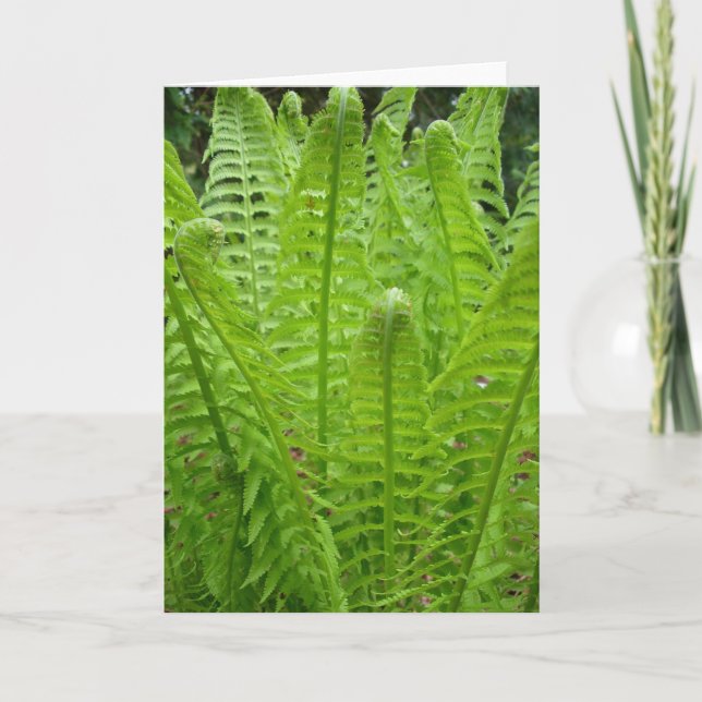 Cartão de Nota Fern Shoots (Frente)