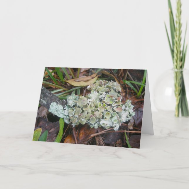 Cartão de Nota Foliose Lichen OBX (Frente)