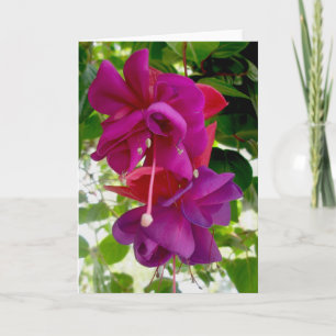 Cartão de Nota Fuschia