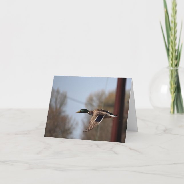 Cartão de Nota Mallard (Frente)