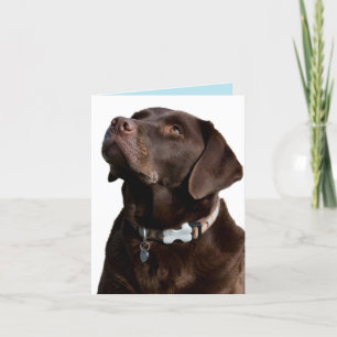 Cartão de Nota para Cão de Chocolate Labrador Retr