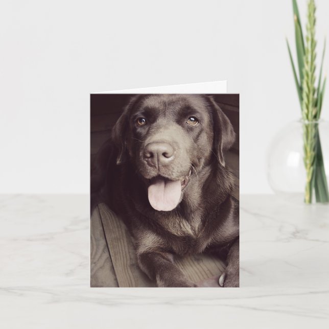 Cartão de Nota para Cão de Chocolate Labrador Retr (Frente)
